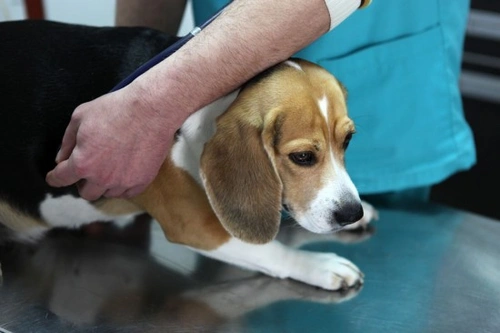 Pyometra in Dogs: Causes, Treatment & How to Prevent