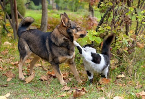 Understanding Aggression in Cats: Causes & Solutions