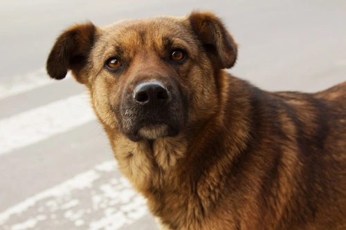 What Dog Shelter Adoption Fees Cover and Why They Matter