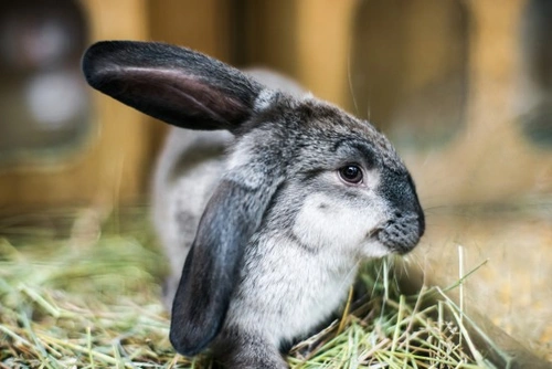Understanding Rabbit Behaviour: A Complete Guide