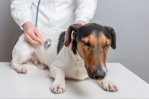 How to Handle Dog Poisoning Emergencies at Christmas