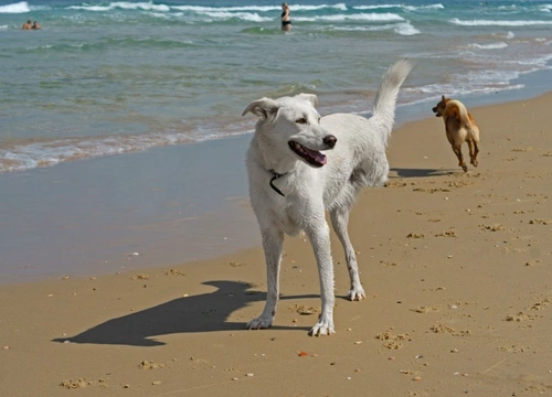 Prosthetics for Three-Legged Dogs: What to Consider in 2025