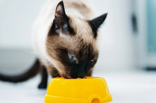 What to Do When Your Cat Goes Off Their Food