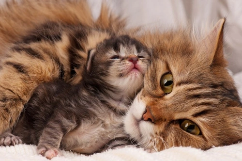How to Select a Responsible Cat Breeder: Essential Guide