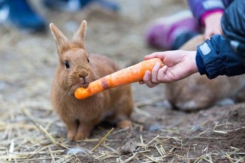 Rabbits' Feeding & Nutritional Guide for Healthy Pets