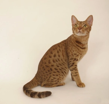 5 Popular Crossbreed Cats and Their Unique Traits