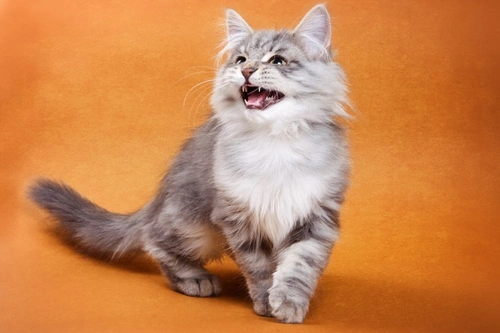 Why Is My Cat So Vocal? Common Causes and Solutions