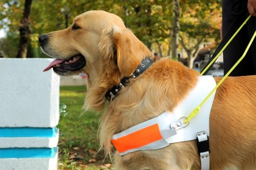 Cómo las personas con visión parcial limpian tras sus perros guía