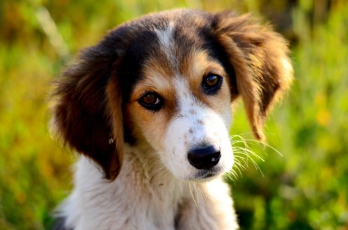 Cómo reconocer una reacción alérgica en tu perro