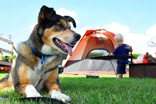 Camping with Your Dog: Essential Tips for a Safe Trip
