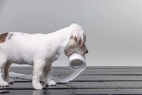 5 Easiest Dog Breeds to Toilet Train in 2025 UK