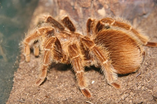 How to Choose and Buy a Healthy Pet Tarantula