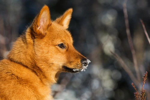 Is the Finnish Spitz a Good Family Pet? A Complete Guide
