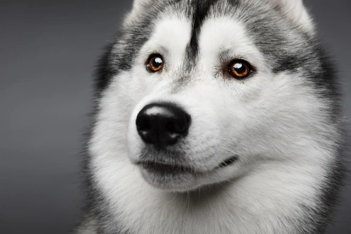 Spleen problems in dogs: symptoms, diagnosis and treatment