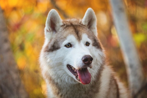 Understanding Addison's Disease in Dogs: Symptoms and Treatment