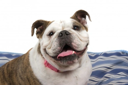 Cómo afrontar dos enfermedades crónicas en perros: cáncer y cardiopatía