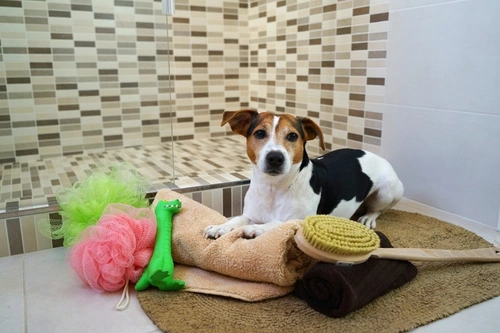 Why Dogs Watch You Undress or in the Shower Explained