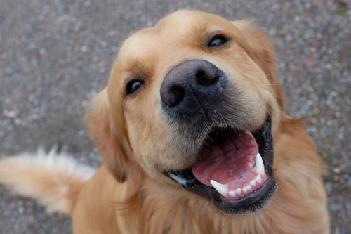 Do Products to Freshen Dog Breath Actually Work?