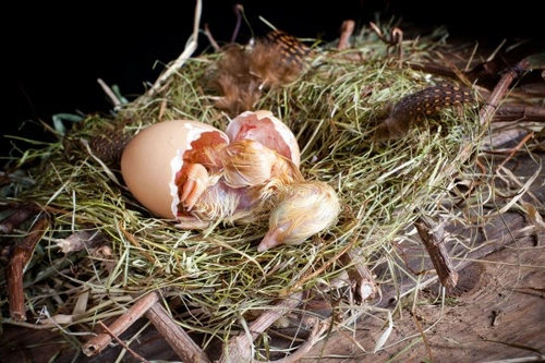 Omphalitis in Chicks: Causes, Symptoms, Treatment & Prevention
