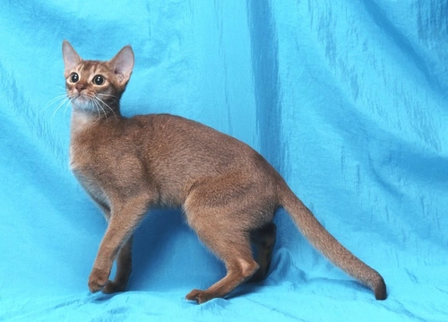 Tabby vs Calico Cats: Key Differences Explained