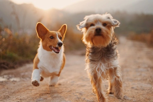 5 Garden Fertilisers UK Dog Owners Must Avoid in 2025
