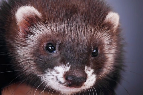 Myths and Misconceptions About Ferrets: Truths You Should Know