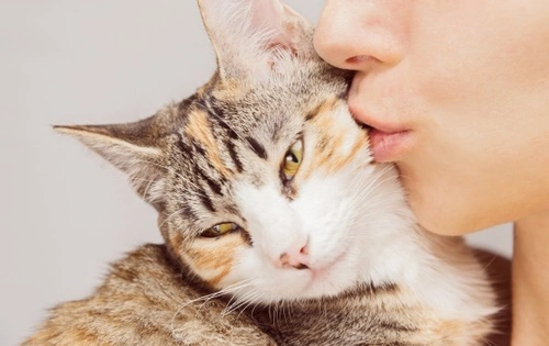 Qué piensan realmente los gatos sobre las personas: visión 2025