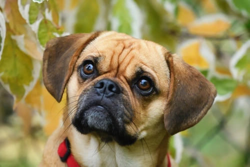 Differences and Similarities Between Bacterial & Viral Infections in Dogs