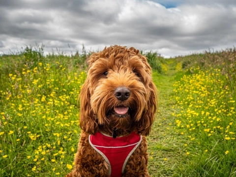 What is hybrid vigour in dogs and why it matters