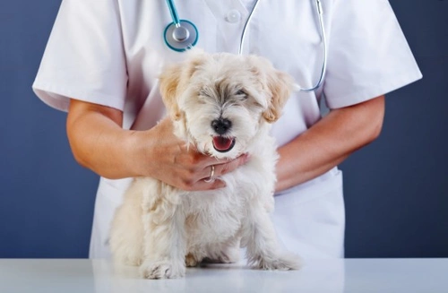 Pioderma en Perros: Guía de Causas, Síntomas y Tratamiento