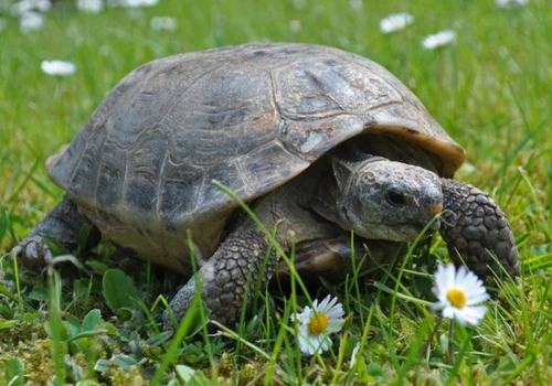 Pet Insurance for Exotic Pets: Coverage Options and Tips