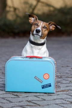 Tiempo de vacaciones: cómo elegir residencia o cuidador para perro