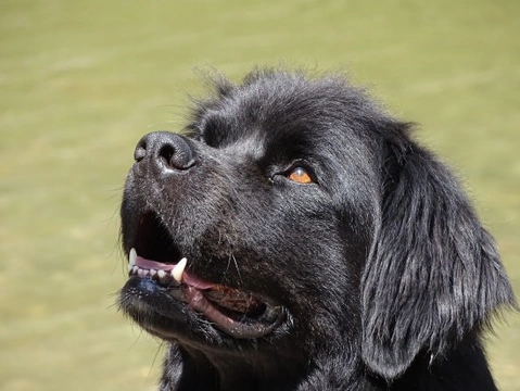 Terranova: ¡el perro más grande del mundo!