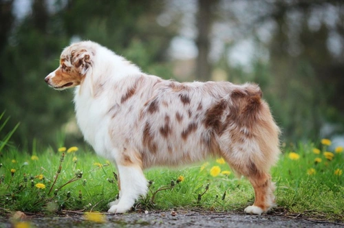 Why some dog breeds have naturally bobbed tails