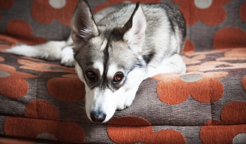 Por qué los perros se frotan la cara en alfombras o muebles