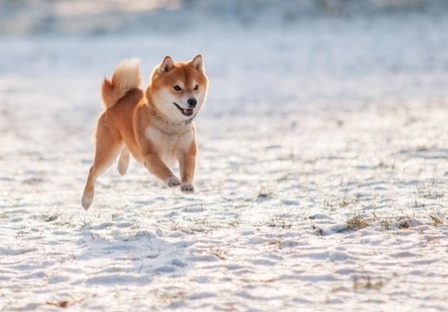 Complete Guide to the Shiba Inu Dog Breed