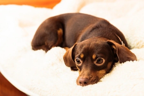 8 Great Home Remedies for Dogs: Natural Care Tips
