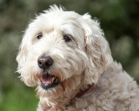 Protein-losing Nephropathy in Dogs: Causes, Symptoms & Testing