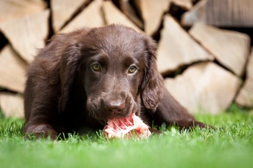 How to feed a hyperactive dog: expert dietary advice