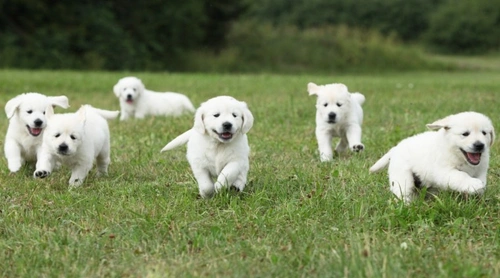 Ethical Puppy Deposits UK 2025: Secure Steps for Buyers