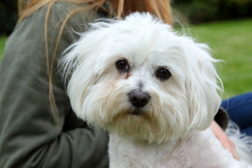 Effective Approaches to Tackle Tear Stains in Dogs