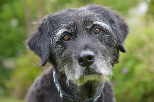 Dealing with Incontinence in Older Dogs: Effective Care Tips