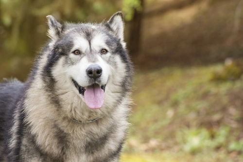 Idiopathic Polyneuropathy in Dogs: Causes, Symptoms & Treatment