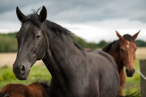 Complete Guide to Worming Your Horse for Best Health