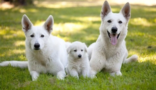 Your new puppy: Development from 12 weeks to adulthood