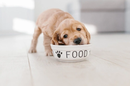 Five FAQs on Covid-19 and Caring for Your Dog in 2025