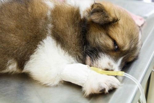 Coronavirus canino (CCV) en perros: causas, síntomas y tratamiento