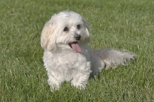 10 Popular Mixed Breed Dogs: Friendly & Unique Companions