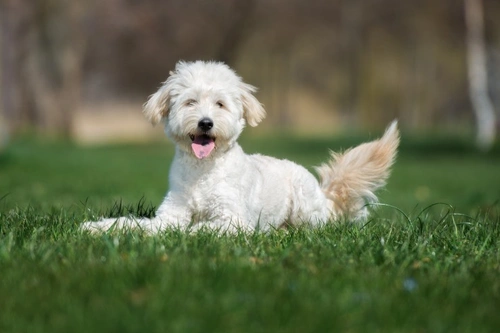 Alabama Rot in the UK: Essential Facts for Dog Owners