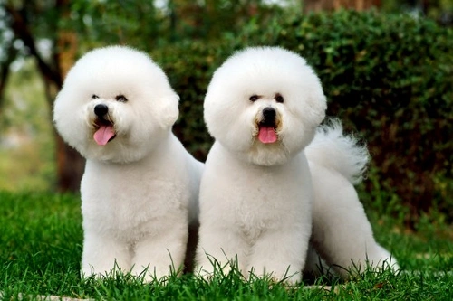 Bichon Frise Health and Care Guide: Lifespan & Common Issues